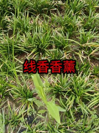 古法香方房间线香香薰 (送莲花香插)健康独特 #松塔香 #传统文化 #古人的智慧