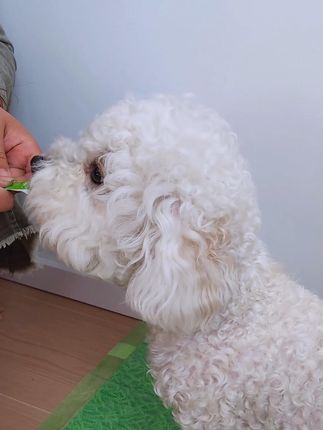 铺上一张尿垫就可以搞定定点定位的问题#宠物尿垫#草地尿垫#新手养狗#狗狗