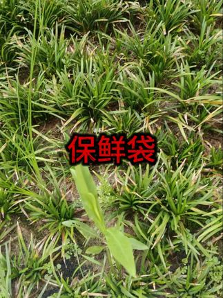 抗菌铝箔保鲜密封袋食品保鲜袋冰箱冷冻冷藏送可擦白板笔 #保鲜袋 #密封袋 #铝箔保鲜袋