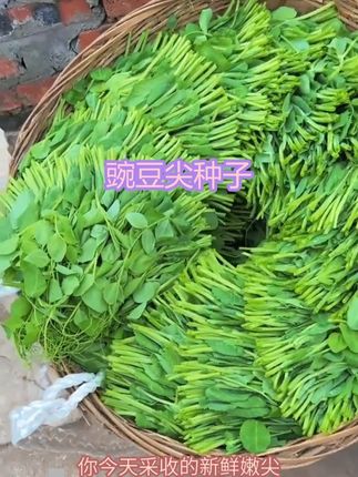 懒人种蔬菜选豌豆尖,浇水就行,反复采收很省心 #豌豆尖种子 #豌豆苗种子 #豌豆芽苗菜 #豌豆尖 #阳台小院盆栽均可种植