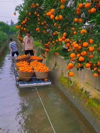 果肉像果冻一样细嫩的爱媛果冻橙🍊!皮薄果味浓郁,甜而不腻#爱媛38号果冻橙   #新鲜应季水果#超便宜超划算