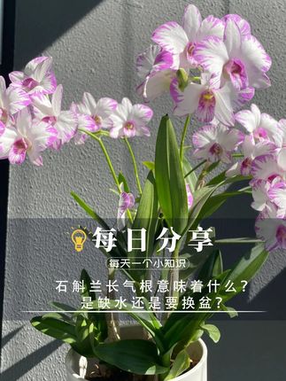石斛兰长气根意味着什么?是缺水还是要换盆? 喜散射光,忌强光直射,适宜15-28℃,忌极端温,喜高湿,忌干燥。#老花医 #养花小知识 #园艺生活 #绿植