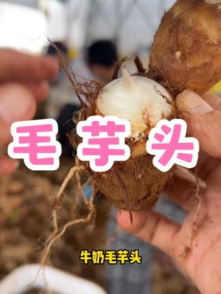 芋艿 芋头 小香芋 毛芋头 山东特产3/5斤拉丝牛奶芋 #好物分享 #山东特产 #好吃到停不下来 #好吃不贵经济实惠 #热点宝