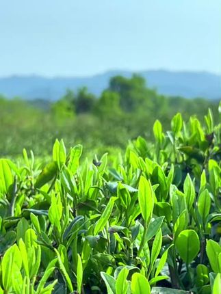 你们可别小看这茶礼,收礼的人都夸我会选#中秋节礼物#茶礼