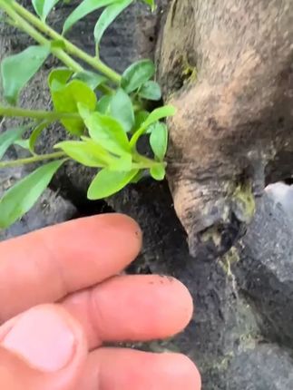 宇达水口剪,盆景水口剪 剪枝 剪铝线 剪断头CRV 铬钒钢 多功能#多功能剪刀 #盆景剪 #剪刀 #园艺剪 #耐磨剪刀