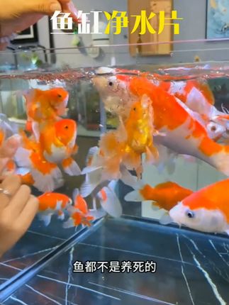 水族净水告别鱼缸水浑浊腥臭发黄打造空气缸鱼缸净水片 #鱼缸净水 #空气缸神器 #水浑浊解决办法