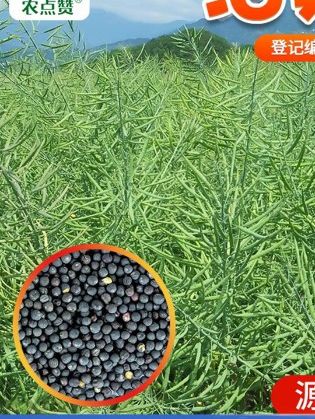 德5油778油菜种,茎秆粗壮,结荚密 #油菜# 油菜种植 #油菜籽# 油菜种子 #德5油778油菜种茎秆粗