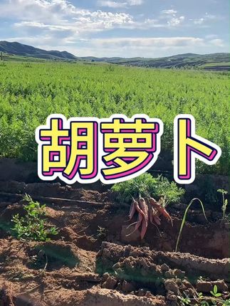 【顺丰包邮】内蒙古后窑子有机胡萝卜3斤装 #有机胡萝卜 #内蒙古有机胡萝卜