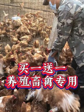 养殖畜禽专用鱼肝油 #散养土鸡 #养鸡小妙招 #农村养殖 #养鸡人 #三农