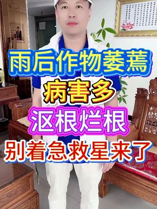 雨后作物萎蔫,病害多,沤根烂根,别着急救星来了 #三农 #农业种植 #果蔬种植管理 #分享农业小知识