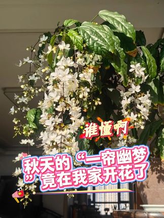 谁懂啊!秋天的“一帘幽梦”竟在我家开花了 #垂丝茉莉 #垂丝茉莉怎么养 #垂丝茉莉催花 #垂丝茉莉开花了#垂丝茉莉盆栽
