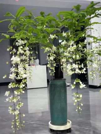 垂丝茉莉迟迟不开花怎么办如何补救 #垂丝茉莉 叶子发黑枯萎怎么办#垂丝茉莉怎么养 才能长得好开花多 #垂丝茉莉养护