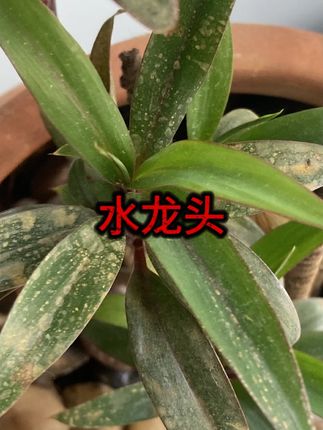 #抽拉水龙头 #厨房水龙头 #全铜材质