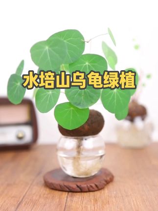 #山乌龟 给点水就能养的很好,长出来的叶子像一串串的铜钱,养一盆就能年年观赏。#水培植物 #花卉绿植 #室内盆栽