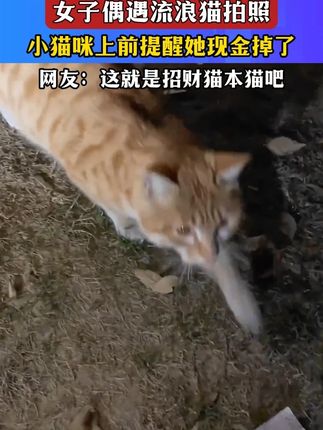 安徽。这是吗呀~招财猫啊! 女子偶遇流浪猫拍照,小咪上前提醒她现金掉了#猫咪 #猫猫祟祟 #流浪猫 #动物也有爱 #捡了个猫