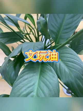 文玩油 #文玩保养 #盘玩 #包浆 #橄榄核 #文玩油