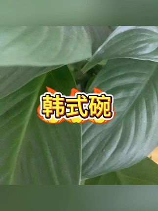 尚邦乐韩式不锈钢碗超萌可爱 #iSUS304材质 #双耳碗设计 #燕麦碗 #大头勺 #高颜值餐具