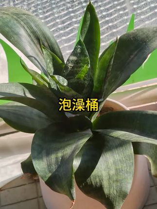 2025款加厚免安装泡澡桶保温汗蒸折叠浴缸洗澡桶 #泡澡桶 #洗澡桶 #折叠泡澡桶