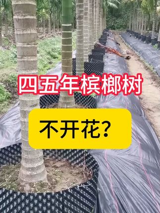 槟榔不开花怎么解决?槟榔不开花解决办法 #槟榔 #果树种植 #农技推广 #三农 #果园管理