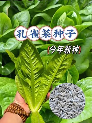 孔雀菜种籽