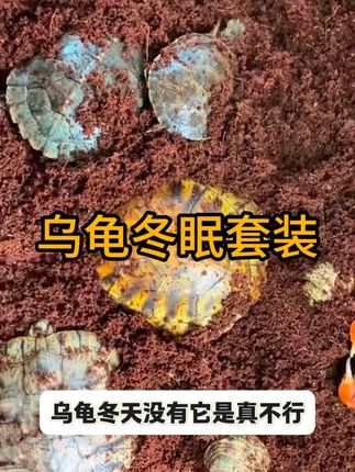 #乌龟冬眠套装 #乌龟越冬神器 #龟龟冬眠