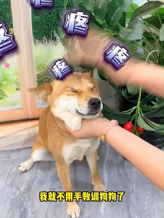 教育狗狗不要用手打了,快试试这个小巴掌,有效震慑犯错狗狗!#宠物训犬拍 #狗子训犬鞭 #萌宠出道计划 #狗狗
