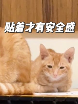 有的猫就是很神奇,光是挨着就很安心~ #记录猫咪日常 #橘猫 #万物可爱计划 #记录和它的每一个夏天 #流浪猫变家猫