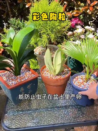 想在家里干净的养花,可以铺上#彩色陶粒 ,即美观又保水保肥#花卉绿植 #爱生活爱养花 #我的花花草草 #多肉