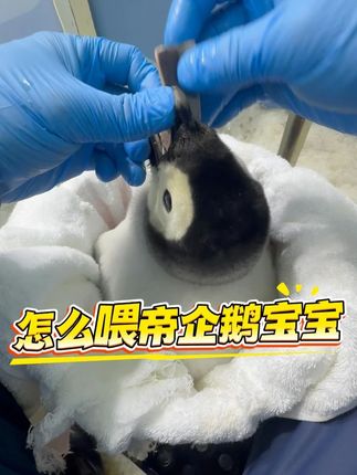 假如成为保育员的话,怎么喂帝企鹅宝宝 手把手教学,怎么喂帝企鹅宝宝 #帝企鹅啾啾 #长隆海洋王国 #科学养宠攻略