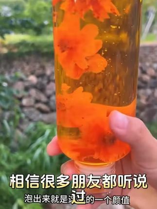 冰菊新疆西域冰菊胎菊新货高山冰菊泡水浓醇口感特产#新疆冰菊 #西域冰菊 #胎菊 #泡茶好物 #特产饮品