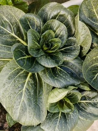 黑叶苏州青种子上海青油菜蔬菜种子四季播种室内庭院种植青菜高产