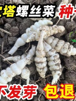 【宝塔菜种子】四季种植盆栽地栽阳台小院种植 四季种植盆栽地栽阳台小院种植
