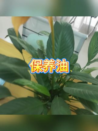 皮衣保养油皮革去污护理 #皮具养护 #清洁神器 #保养必备