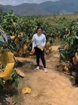 好有芒果味的芒果!又甜又细腻真的好好吃啊,海南的水果真的绝了!#新鲜应季水果 #口感特别好 #海南金煌芒 #金煌芒 #水果