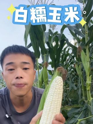 苏北农家白糯玉米现摘现发当季甜玉米棒带皮黏玉米5斤包邮顺丰 #玉米 #白糯玉米 #甜玉米 #农产品 #好吃不贵经济实惠 @DOU+上热门 @DOU+小助手