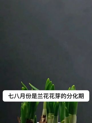 植物要是缺少微生物,光浇水施肥也没用!#花卉绿植 #室内岔裁 #园艺 X