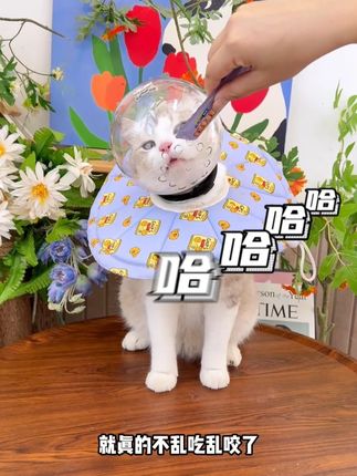 宠物头盔大揭秘:保护它们也保护你! #宠物防护装备 #猫咪日常 #宠物安全