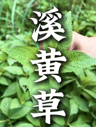溪边小小青草,大大的能量 #潮汕青草#召唤茶友 #非遗传承