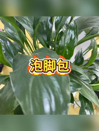 足浴包 #养生泡脚 #艾草足浴 #居家养生 #缓解疲劳 #草本配方