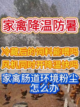 拌好的料冷藏给家禽吃行吗? #家禽养殖 #鸡鸭鹅养殖 #养殖技术 #养鸡