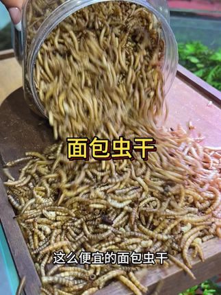 这么便宜的面包虫干你都不舍得买吗,一桶够你家宠物吃上半年了! #养鱼人 #养鱼日记 #面包虫干 #水族