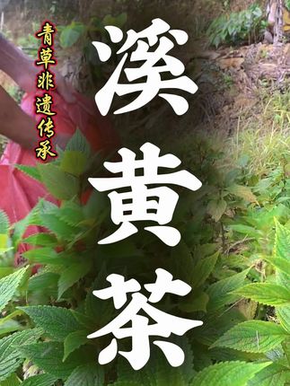 溪黄茶 #别划走 #认识一下 #潮汕植物 #召唤茶友 #植物科普