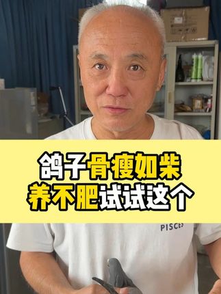 鸽子骨瘦如柴养不肥,试试这个鸽肠健! #赛鸽 #种鸽 #信鸽赛鸽 #养鸽人