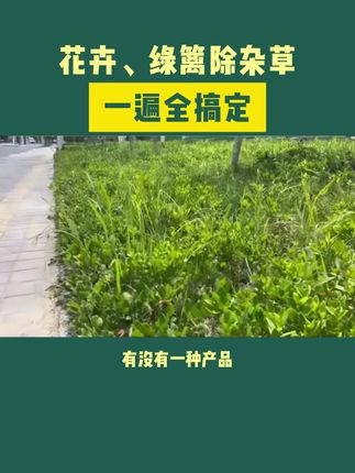 绿篱 草花乱糟糟,芦苇 茅草一喷净 #除草剂 #茅草 #园林养护 #小区绿化 #园林景观