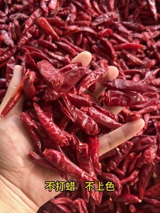 香辣看得见!农家晒干辣椒,自然红润,炒菜真香! #辣椒 #红辣椒 #干辣椒 #干红辣椒 #柘城辣椒