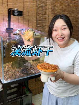 溪流虾干不含盐,龟龟可以放心吃。天然淡水虾营养丰富,补充龟龟钙质才能背甲坚固。搭配龟粮喂食效果更加#龟粮 #养龟日常 #龟龟🐢 #溪流虾干