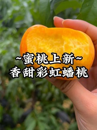 自家种的究竟有多么好吃? #自家果园#新鲜采摘#蒙阴蜜桃#现摘现发#芒果蜜桃