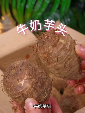 头一次吃到这么好吃的云南高山牛奶小芋头 又粉又糯又面 吃起来还有股淡淡的奶香味 #优质农产品 #云南高山芋头 #又粉又糯