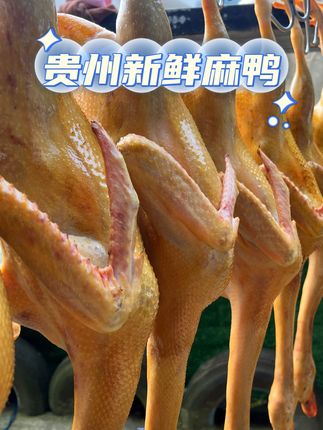 新鲜现杀散养300天麻鸭(黄皮红肉-不带内脏)每只肉净重4斤以上##鸭肉 #麻鸭 #麻鸭面 #麻鸭两吃 #鸭肉的神仙吃法