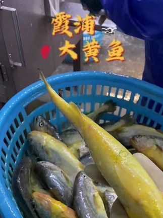 开背霞浦大黄鱼,精挑细选匀称高品质的鲜活黄花鱼,无需杀鱼沾腥,微盐调味,开袋即烹,还在等啥呢,抓紧时间选购 #大黄鱼#海鲜批发#霞浦黄花鱼#出海人#活鱼现杀